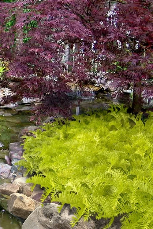 Golden Dragon Plum Yew (Cephalotaxus Harringtonia) - 7 Gallon Pot 1 Golden Dragon Plum Yew (Cephalotaxus Harringtonia) - 7 Gallon Pot