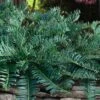 Creeping Japanese Plum Yew (Cephalotaxus Harringtonia 'Prostrata') - 6 Pack Of 2.5 Quart Pots