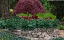 Creeping Japanese Plum Yew (Cephalotaxus Harringtonia 'Prostrata') - 6 Pack Of 2.5 Quart Pots -Garden Plant Shop cephalotaxus harringtonia prostrata creeping japanese yew 33 1