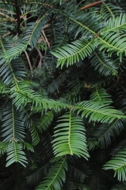 Japanese Plum Yew Tree (Cephalotaxus Harringtonia) - 3 Gallon Pot -Garden Plant Shop cephalotaxus harringtonia tree 2