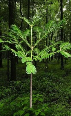 Japanese Plum Yew Tree (Cephalotaxus Harringtonia) - 3 Gallon Pot -Garden Plant Shop cephalotaxus harringtonia tree 6