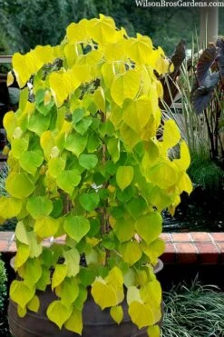 Golden Falls Weeping Redbud Tree - 3 Gallon Pot (2-3')