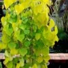 Golden Falls Weeping Redbud Tree - 5 Gallon Pot (4-5')