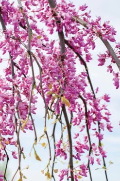 Golden Falls Weeping Redbud Tree - 5 Gallon Pot (4-5') 11 Golden Falls Weeping Redbud Tree - 5 Gallon Pot (4-5') -Garden Plant Shop cercis canadensis golden falls weeping redbud 4
