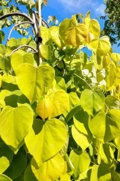 Golden Falls Weeping Redbud Tree - 3 Gallon Pot (3-4') -Garden Plant Shop cercis canadensis golden falls weeping redbud 5 3