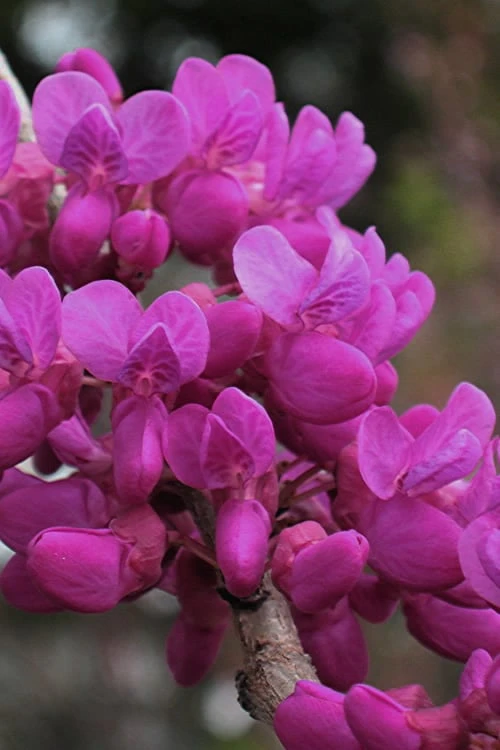 Oklahoma Redbud Tree - 5 Gallon Pot 5 Oklahoma Redbud Tree - 5 Gallon Pot - Image 5