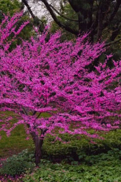 Oklahoma Redbud Tree - 5 Gallon Pot 11 Oklahoma Redbud Tree - 5 Gallon Pot -Garden Plant Shop cercis canadensis oklahoma redbud tree 6