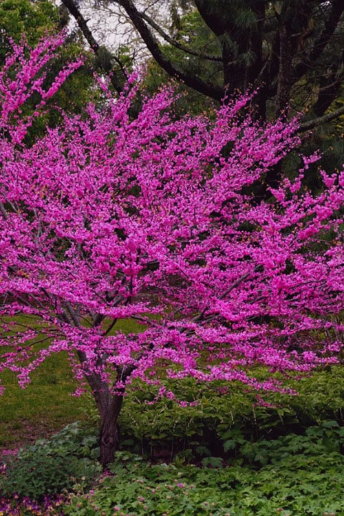 Oklahoma Redbud Tree - 5 Gallon Pot 6 Oklahoma Redbud Tree - 5 Gallon Pot - Image 6