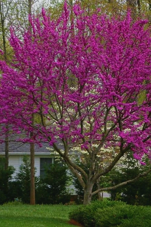 Oklahoma Redbud Tree - 5 Gallon Pot 1 Oklahoma Redbud Tree - 5 Gallon Pot