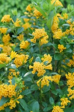 Juiced Orange Jessamine (Cestrum Corymbosum) - 3 Pack Of Quart Pots -Garden Plant Shop cestrum juiced orange jessamine 1 1