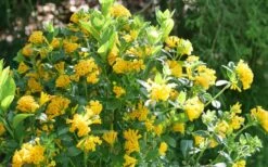 Juiced Orange Jessamine (Cestrum Corymbosum) - 3 Pack Of Quart Pots -Garden Plant Shop cestrum juiced orange jessamine 3 1