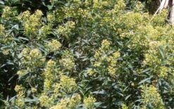 Chilean Hardy Willow Jessamine (Cestrum Parqui) - 2 Pack Of Quart Pots -Garden Plant Shop cestrum parqui chilean hardy willow jessamine 6