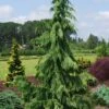 Weeping Nootka Cypress - 1 Gallon Pot