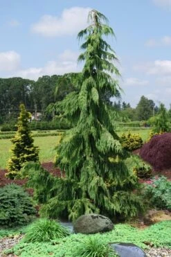 Weeping Nootka Cypress - 1 Gallon Pot