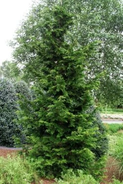 Slender Hinoki Cypress - 3 Gallon Pot (1.5-2') -Garden Plant Shop chamaecyparis obtusa gracilis slender hinoki cypress 101