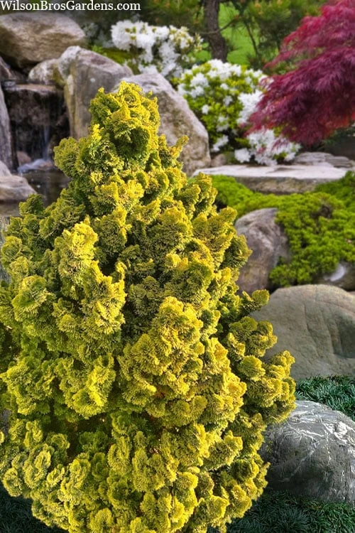 Golden Dwarf Hinoki Cypress - Chamaecyparis Obtusa 'Nana Lutea' - 1 Gallon Pot 5 Golden Dwarf Hinoki Cypress - Chamaecyparis Obtusa 'Nana Lutea' - 1 Gallon Pot - Image 5