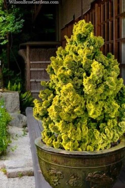 Golden Dwarf Hinoki Cypress - Chamaecyparis Obtusa 'Nana Lutea' - 2 Gallon Pot