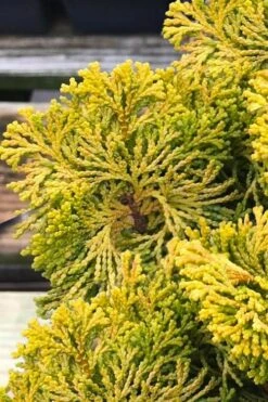 Golden Dwarf Hinoki Cypress - Chamaecyparis Obtusa 'Nana Lutea' - 1 Gallon Pot 8 Golden Dwarf Hinoki Cypress - Chamaecyparis Obtusa 'Nana Lutea' - 1 Gallon Pot -Garden Plant Shop chamaecyparis obtusa nana lutea 103