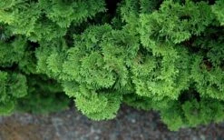 Tempelhof Hinoki Cypress - 3 Gallon Pot -Garden Plant Shop chamaecyparis obtusa tempelhof hinoki cypress 100
