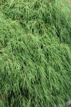 Green Thread Cypress (Chamaecyparis Pisifera Filifera) - 3 Gallon Pot 8 Green Thread Cypress (Chamaecyparis Pisifera Filifera) - 3 Gallon Pot -Garden Plant Shop chamaecyparis pisifera filifera green thread cypress 3