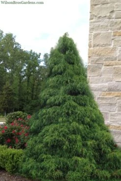Green Thread Cypress (Chamaecyparis Pisifera Filifera) - 3 Gallon Pot 9 Green Thread Cypress (Chamaecyparis Pisifera Filifera) - 3 Gallon Pot -Garden Plant Shop chamaecyparis pisifera filifera green thread cypress 4