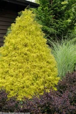 Gold Mop Threadleaf Cypress - 6 Pack Of 1 Gallon Pots