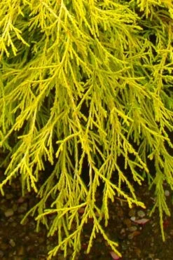 Gold Mop Threadleaf Cypress - 1 Gallon Pot -Garden Plant Shop chamaecyparis pisifera gold mop cypress 102 2