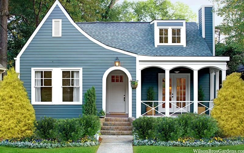 Gold Mop Threadleaf Cypress - 6 Pack Of 1 Gallon Pots 4 Gold Mop Threadleaf Cypress - 6 Pack Of 1 Gallon Pots - Image 4