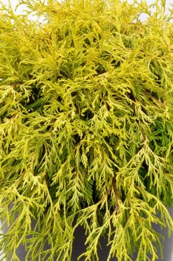 Gold Mop Threadleaf Cypress Tree (Standard Topiary) - 5 Gallon Pot 7 Gold Mop Threadleaf Cypress Tree (Standard Topiary) - 5 Gallon Pot -Garden Plant Shop chamaecyparis pisifera gold mop single trunk topiary tree 2