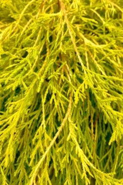 King's Gold Sawara False Cypress - 7 Gallon Pot -Garden Plant Shop chamaecyparis pisifera kings gold false cypress 9