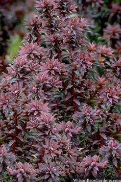 Red Star Cedar - 1 Gallon Pot 11 Red Star Cedar - 1 Gallon Pot -Garden Plant Shop chamaecyparis thyoides red star cedar 8