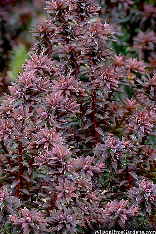 Red Star Cedar - 1 Gallon Pot 6 Red Star Cedar - 1 Gallon Pot - Image 6