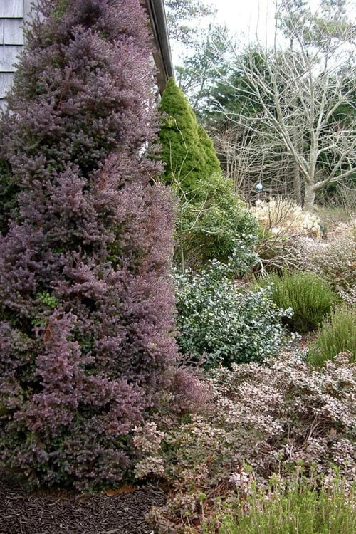 Red Star Cedar - 1 Gallon Pot 1 Red Star Cedar - 1 Gallon Pot