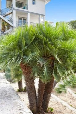 European Fan Palm - 7 Gallon Pot -Garden Plant Shop chamaerops humilis european fan palm 101