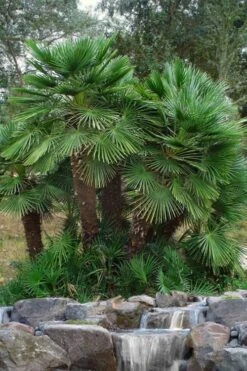 European Fan Palm - 7 Gallon Pot -Garden Plant Shop chamaerops humilis european fan palm 102