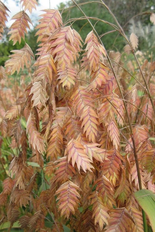 Upland Sea Oats (Chasmanthium Latifolium) - 16 Pack Of 1 Gallon Pots 1 Upland Sea Oats (Chasmanthium Latifolium) - 16 Pack Of 1 Gallon Pots