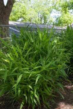 Upland Sea Oats (Chasmanthium Latifolium) - 16 Pack Of 1 Gallon Pots 14 Upland Sea Oats (Chasmanthium Latifolium) - 16 Pack Of 1 Gallon Pots -Garden Plant Shop chasmanthium latifolium upland sea oats 101