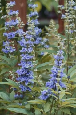 Blue Chaste Tree - Vitex Agnus-castus - 3 Gallon Pot 11 Blue Chaste Tree - Vitex Agnus-castus - 3 Gallon Pot -Garden Plant Shop chaste tree blue 103