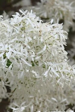 China Snow Chinese Fringe Tree (Chionanthus Retusus) - 7 Gallon Pot (6-7') -Garden Plant Shop chionanthus retusus china snow chinese fringe tree 1