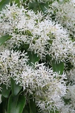 China Snow Chinese Fringe Tree (Chionanthus Retusus) - 7 Gallon Pot (6-7') -Garden Plant Shop chionanthus retusus china snow chinese fringe tree 5