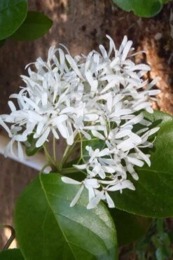 Tokyo Tower Chinese Fringe Tree (Chionanthus Retusus) - 7 Gallon Pot (6-7') -Garden Plant Shop chionanthus retusus tokyo tower chinese fringe tree 4 1