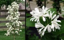 Tokyo Tower Chinese Fringe Tree (Chionanthus Retusus) - 7 Gallon Pot (5-6') -Garden Plant Shop chionanthus retusus tokyo tower chinese fringe tree 6 1