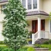 Tokyo Tower Chinese Fringe Tree (Chionanthus Retusus) - 7 Gallon Pot (4-5')