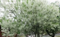 Grancy Graybeard - White Fringe Tree - 3 Gallon Pot -Garden Plant Shop chionanthus virginicus grancy greybeard multi stem tree 4 1