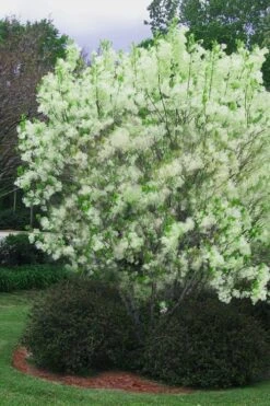 Grancy Graybeard - White Fringe Tree - 3 Gallon Pot -Garden Plant Shop chionanthus virginicus grancy greybeard multi stem tree 5 1