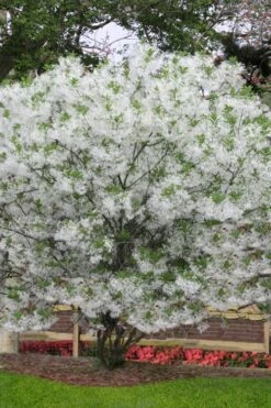 Grancy Graybeard - White Fringe Tree - 3 Gallon Pot -Garden Plant Shop chionanthus virginicus grancy greybeard multi stem tree 6 1