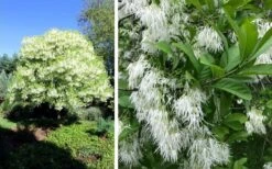 Grancy Graybeard - White Fringe Tree - 7 Gallon Pot (2-3') -Garden Plant Shop chionanthus virginicus grancy greybeard single stem tree 1