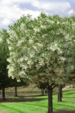 Grancy Graybeard - White Fringe Tree - 7 Gallon Pot (2-3') -Garden Plant Shop chionanthus virginicus grancy greybeard single stem tree 2