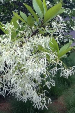 Spring Fleecing Fringe Tree (Chionanthus Virginicus) - 7 Gallon Pot (4-5') 9 Spring Fleecing Fringe Tree (Chionanthus Virginicus) - 7 Gallon Pot (4-5') -Garden Plant Shop chionanthus virginicus spring fleecing fringe tree 1 1
