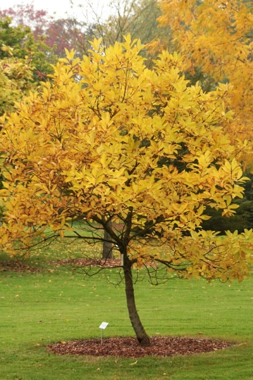 Spring Fleecing Fringe Tree (Chionanthus Virginicus) - 7 Gallon Pot (4-5') 6 Spring Fleecing Fringe Tree (Chionanthus Virginicus) - 7 Gallon Pot (4-5') - Image 6